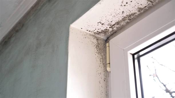 Mold Removal and Inspection in Navassa, NC