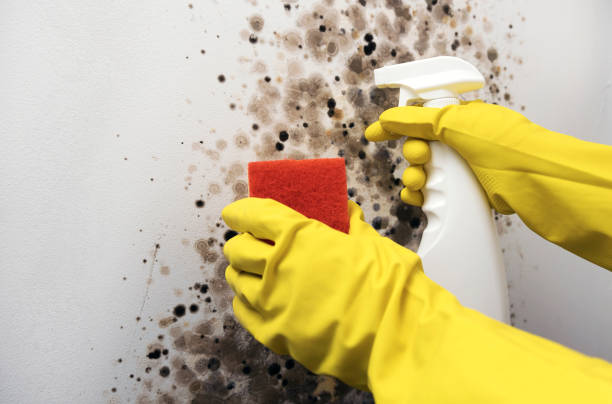 Best Residential Mold Removal  in Navassa, NC