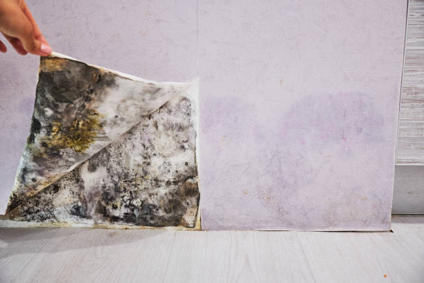 Best Mold Remediation Experts  in Navassa, NC